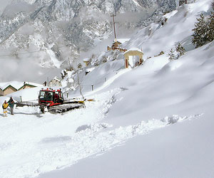 Auli