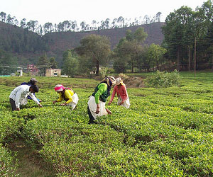 Shaymkhet Tea Garden