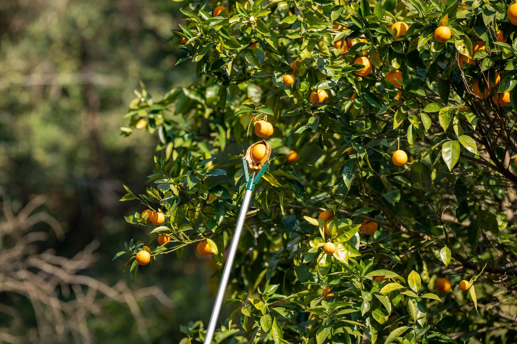 Horticulture Walk